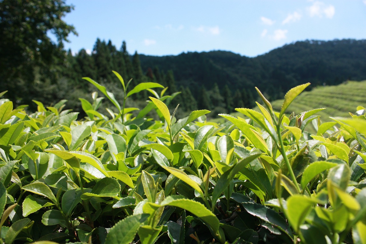 Negatywne działanie zielonej herbaty – kofeina